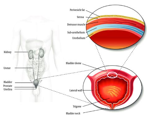 Female Bladder Anatomy