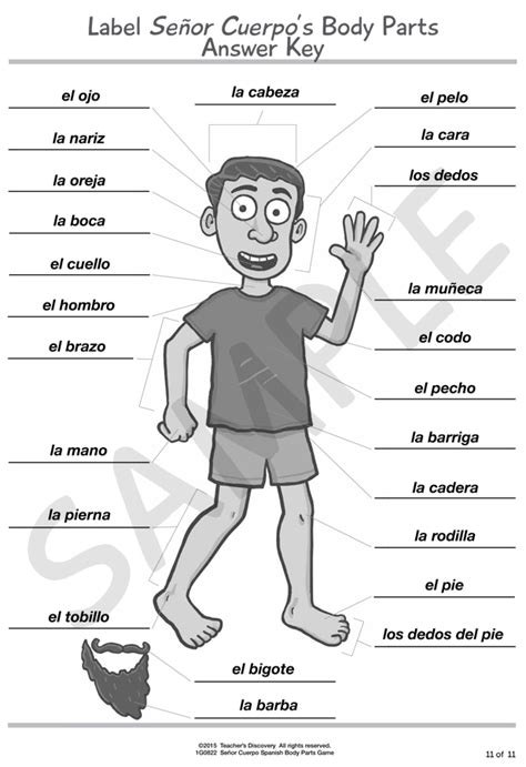 Body Parts Diagram Spanish The Parts Of The Body In Spanish Video