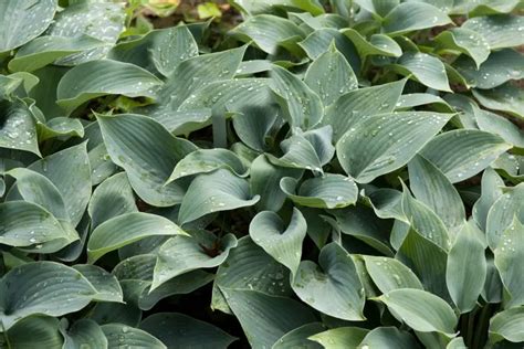 17 Different Types Of Hostas Garden Lovers Club