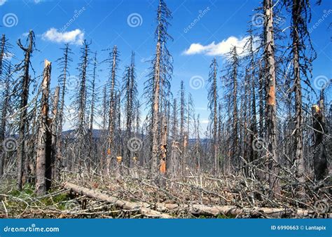 The Dying Forest Royalty Free Stock Photo Cartoondealer