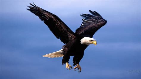 Flying Eagle Hd Wallpapers P