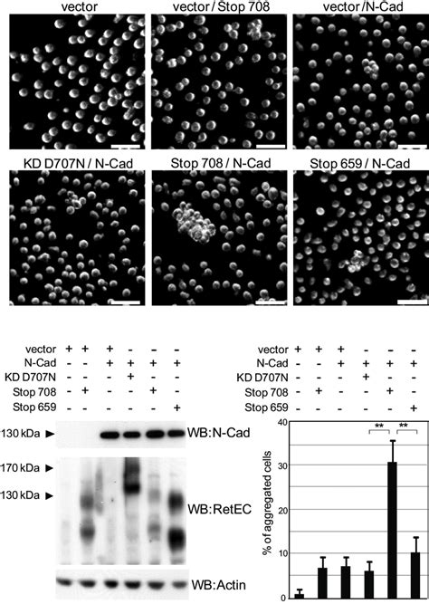 Caspase Truncated Ret Increases N Cadherin Aggregative Properties L