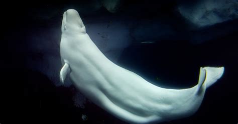 Beluga Cam Returns Arctic Focus