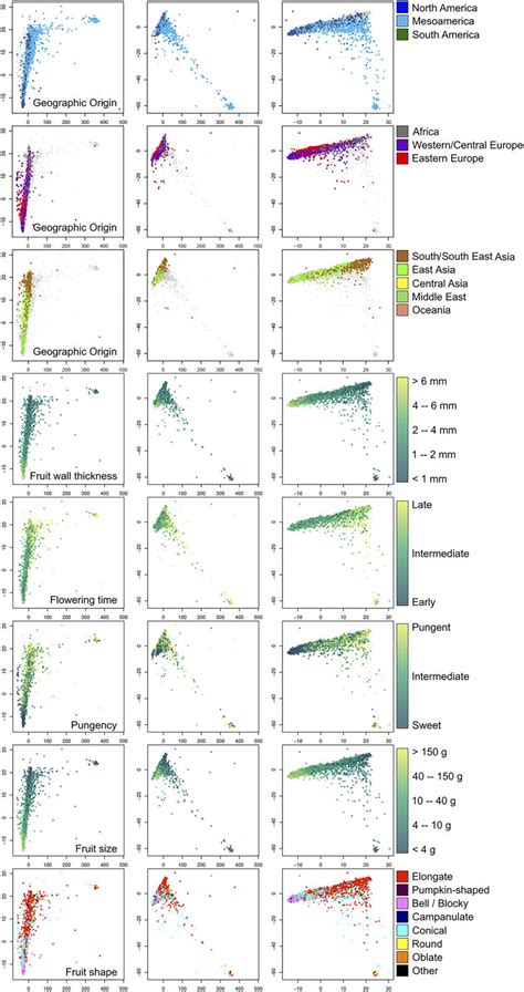 Pca Plots Showing The Genetic Diversity Of C Annuum And Its Relation