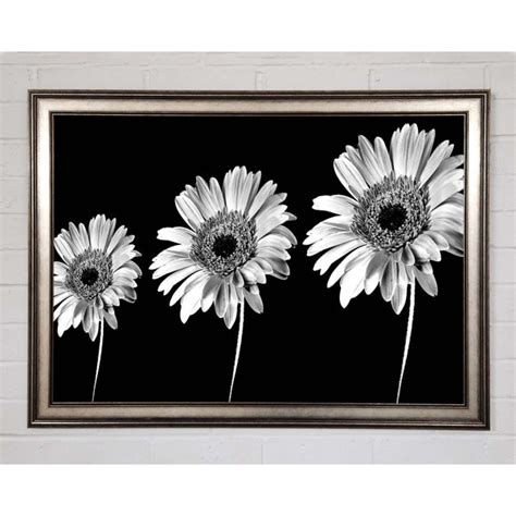 Ebern Designs Gerbera Gänseblümchen Schwarz und Weiß Einzelner