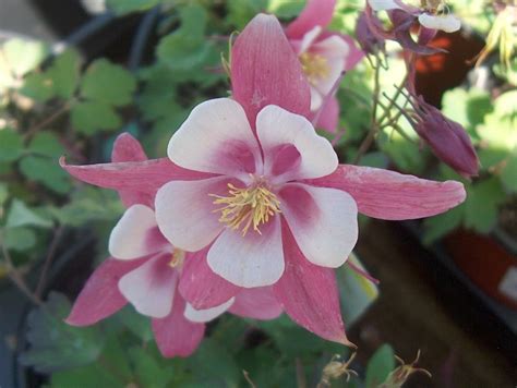 Online Plant Guide Aquilegia X Caerulea Origami Rose And White