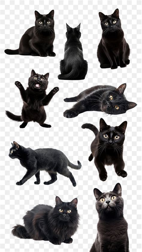 Black Cat Png Images Free Photos Png Stickers Wallpapers