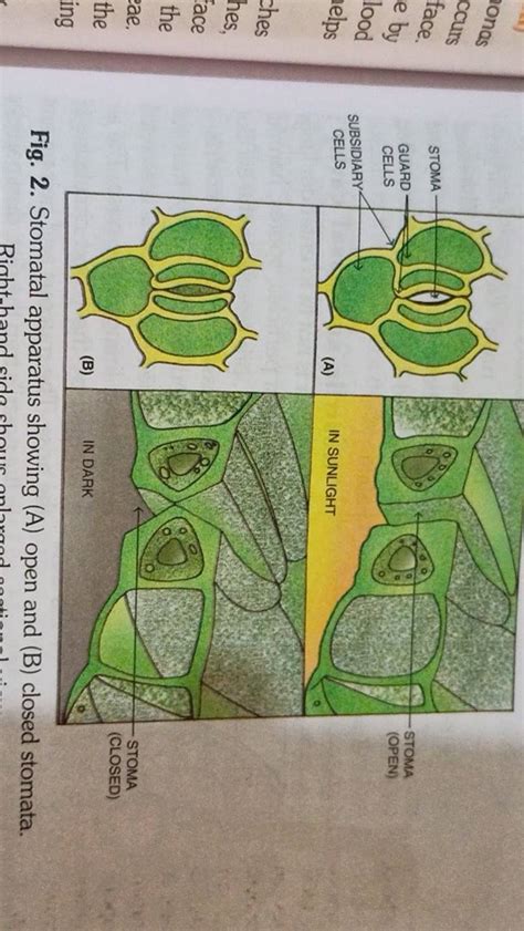 Fig 2 Stomatal Apparatus Showing A Open And B Closed Stomata