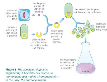 Inheritance Variation And Evolution Flashcards Quizlet