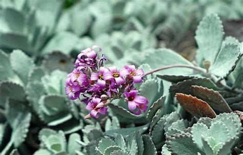 Kalanchoe Pumila Verde Suculenta