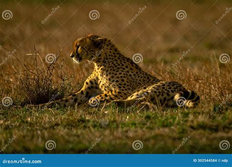 Cheetah Lies On Grassy Plain Staring Ahead Stock Photo Image Of