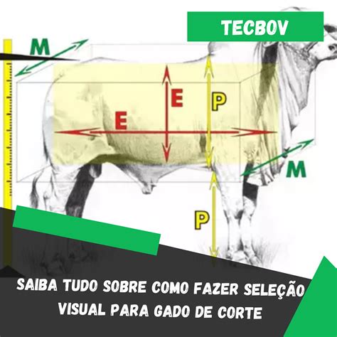 Saiba Tudo Sobre Como Fazer Sele O Visual Para Gado De Corte Tecbov