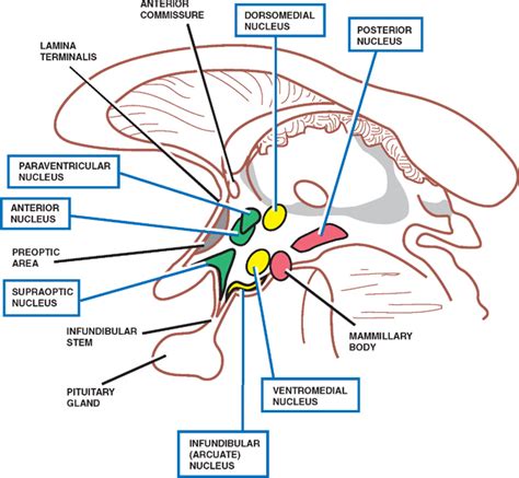 Hypothalamus Neupsy Key