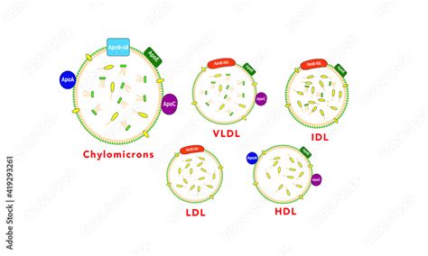 Lipoproteins Hdl Ldl Chylomicrons Vldl Idl Stock Vector Adobe Stock