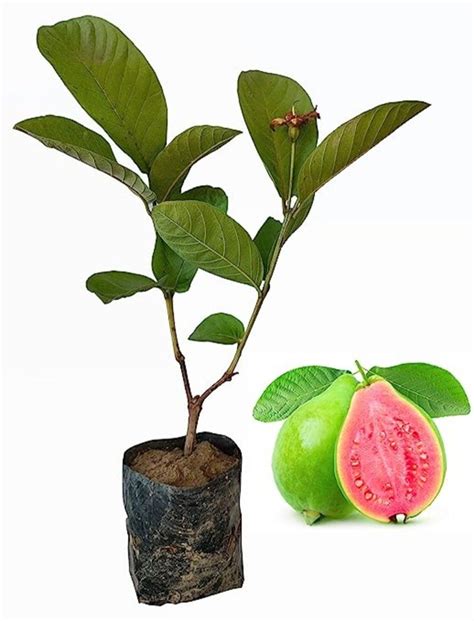 Well Watered Green 1 Feet Sardar Guava Plant For Fruits At Rs 30 Piece