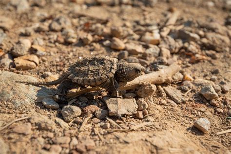 Natural Camouflage — Todd Henson Photography