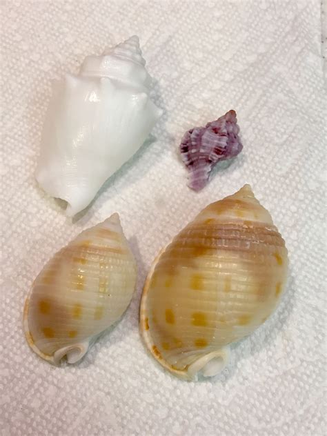 Pin On Marco Island Sea Shells