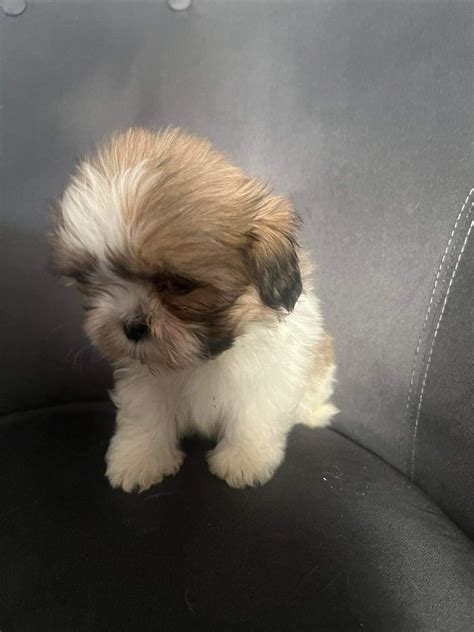 Suczka Shih Tzu Gotowa Do Odbioru Glincz Olx Pl