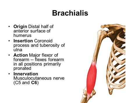 brachialis origin and insertion - Google Search | Human muscle anatomy ...