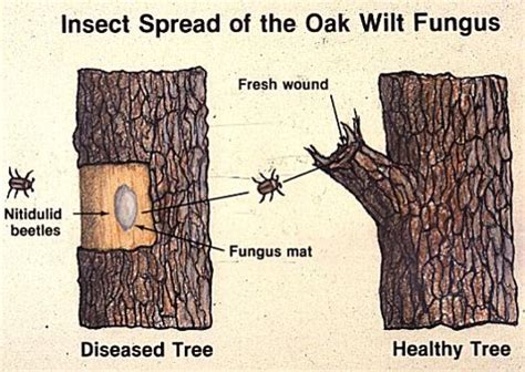 The Role of Red Oaks in the Oak Wilt Cycle | AustinTexas.gov