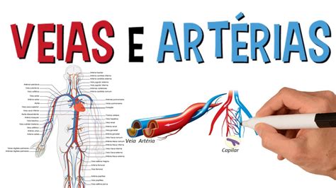 Principais Veias E Art Rias Do Corpo Humano Sistema Cardiovascular