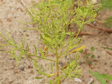 dysphania atriplicifolia winged pigweed toronto ontar flickr