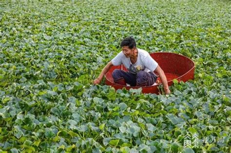 厉害了，我的村！常熟再添两处“省特田”荔枝网新闻