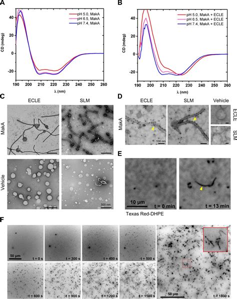 Figures And Data In Protein Lipid Interaction At Low PH Induces