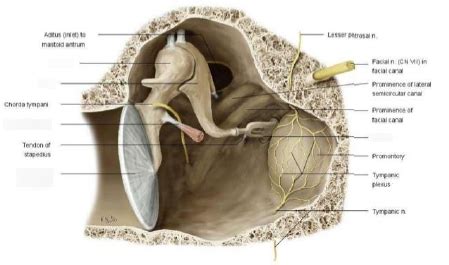 The Middle Ear Diagram | Quizlet