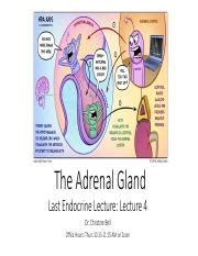 Understanding The Adrenal Gland Hormones Regulation Effects