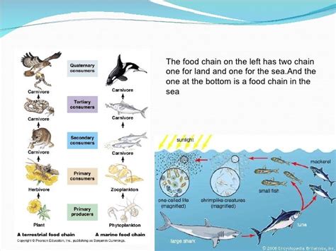 Bottom Chain Food Marine