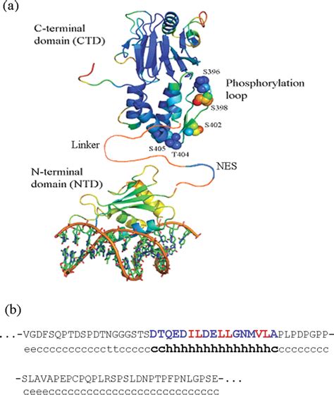 A Structures Of The Dna Binding N Terminal Domain 1t2k 7 And