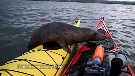 Adorable Seal Catches A Ride On A Kayak National Geographic Youtube