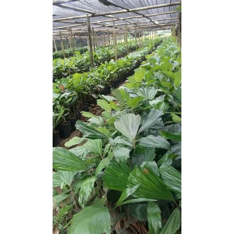 Jual Readyy Bibit Tanaman Pohon Aren Pohon Kawung Shopee Indonesia