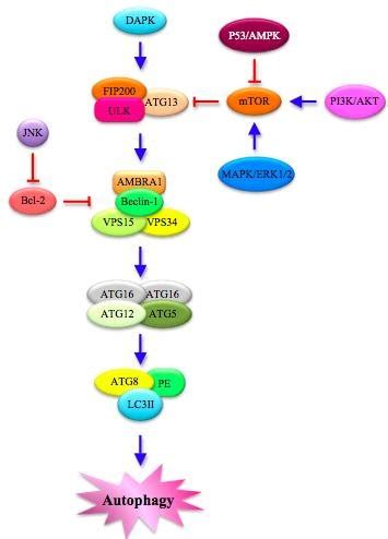 Autophagy Pathway Molecular Features Several Proteins In The