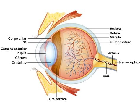 Globo Ocular Olhos Anatomia Humana InfoEscola