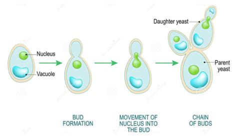 Fungi Yeast And Mold Flashcards Quizlet