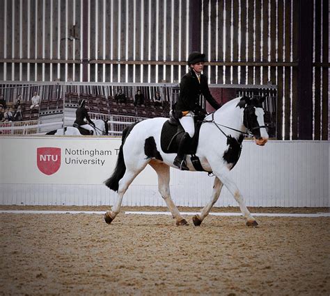 Level 3 Equine Management College Course Home