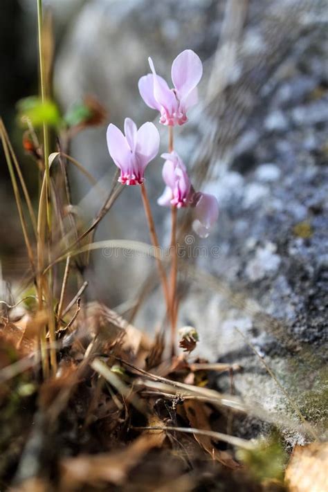 Cyclamen Hederifolium The Ivy Leaved Cyclamen Or Sowbread Pink Flowers