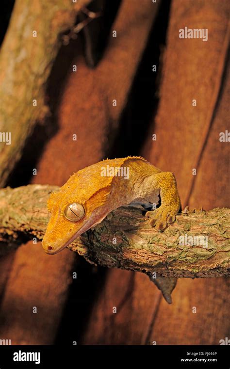 Crested Gecko Eyelash Gecko New Caledonian Giant Gecko Rhacodactylus