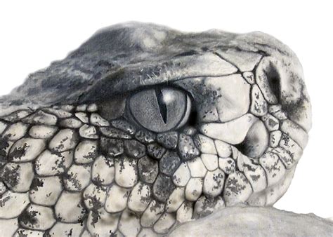 Pen And Ink Animal Drawing at GetDrawings | Free download