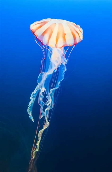 Jellyfish Sting Treatment Options You Should Know About - TheGearHunt