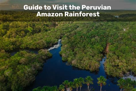 Peruvian Amazon Rainforest Guide: Tips for Jungle Adventures