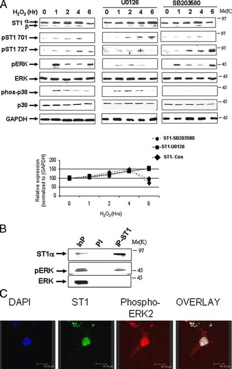 ERK Phosphorylates And Modulates STAT1 Levels A MEF Cells Were