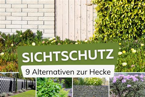 Fuchs Friseur Schlammig Sichtschutz Garten Pflanzen Bericht Wunder