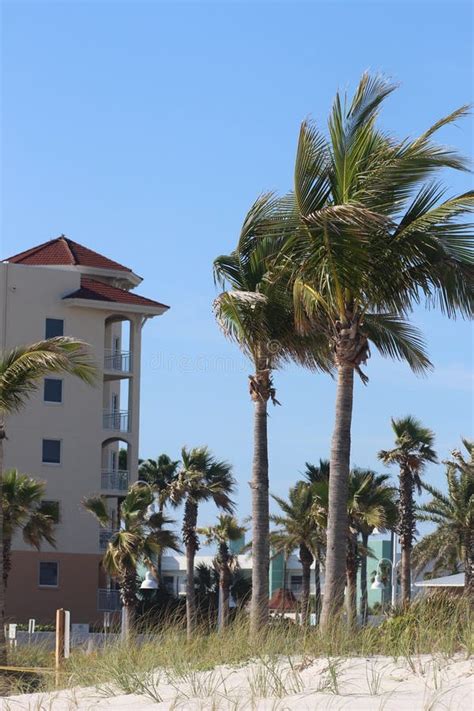 Vertical Of Palm Trees On The Beach Stock Image Image Of Waterfront