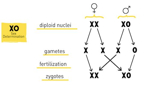 Sex Determination The X Y Zs Of Sex Chromosomes Hudsonalpha Institute For Biotechnology