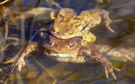 Mating Toads In Spring A Pair Of Male And Female Toads On The Grass