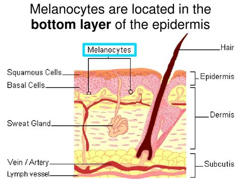 Ppt Integumentary System Powerpoint Presentation Free Download Id