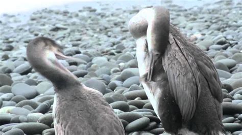 Immature Spotted Shag Stictocarbo Punctatus Youtube